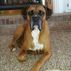 Meet your Posher, Robin